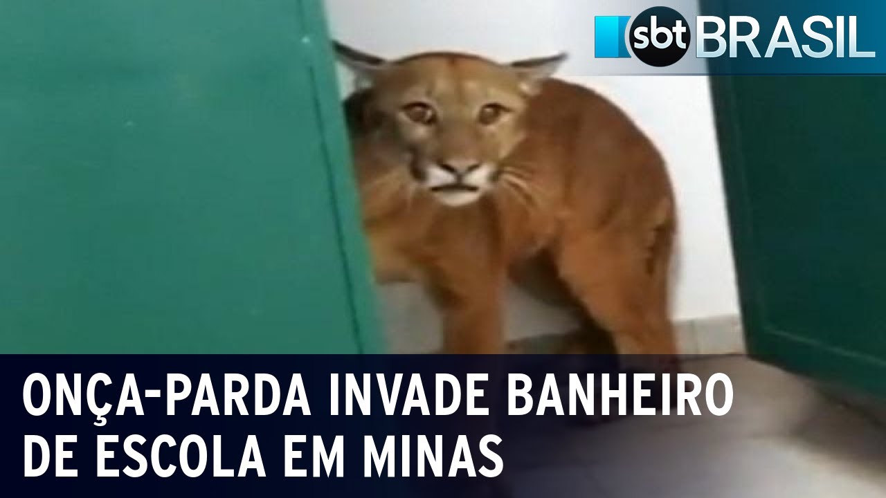On&ccedil;a-parda invade banheiro de escola e surpreende estudantes em MG