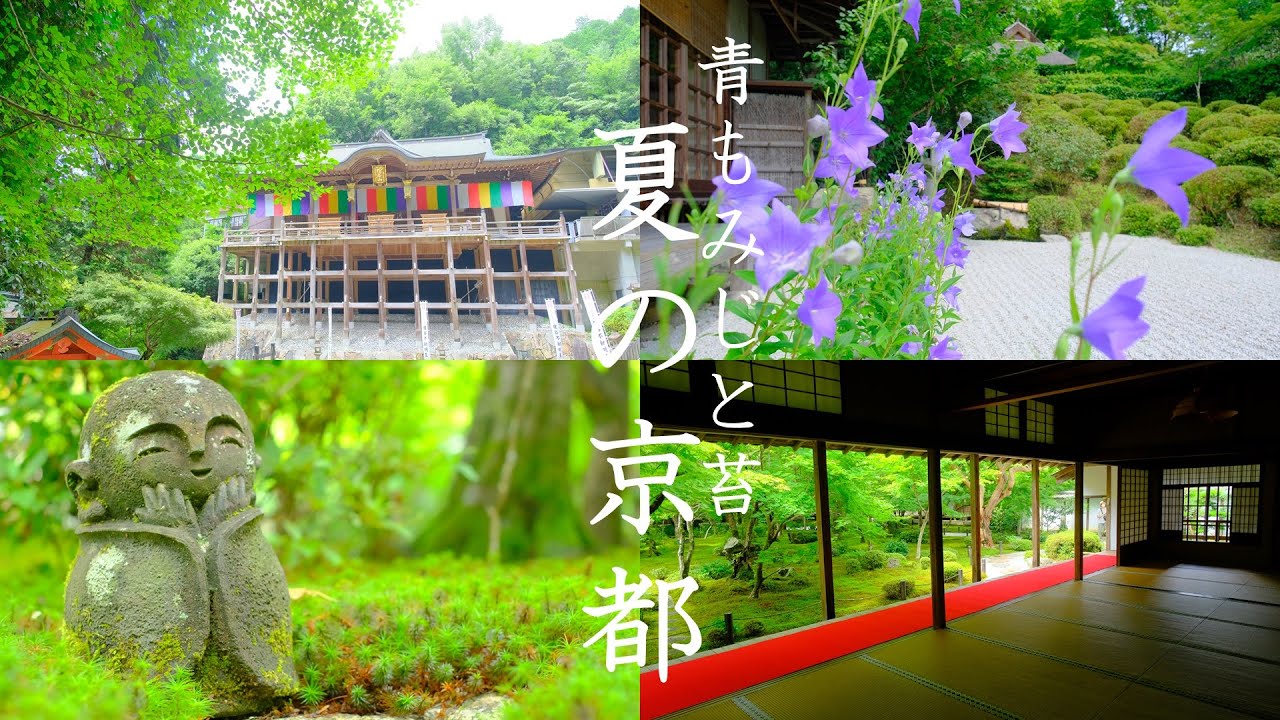 【京都初夏のぶらり散策】圓光寺・詩仙堂・狸谷山不動院・金福寺・青もみじと涼さがし/new green leaves Spots In Kyoto