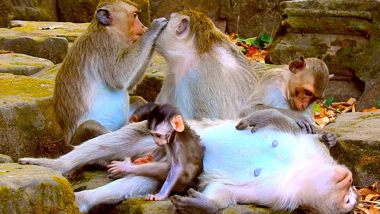 Relaxed Mother Monkey While Baby Crawls Nearby as Friends Watch