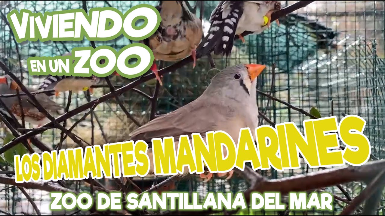 Los Diamantes Mandarines