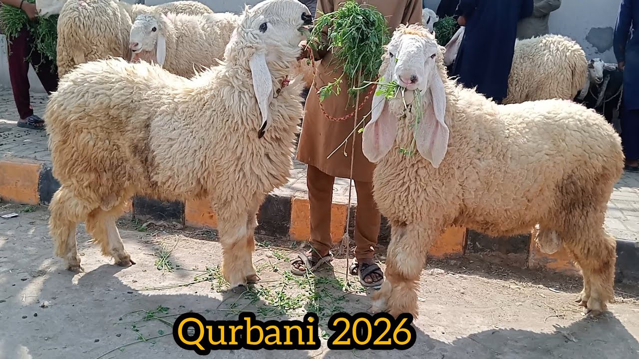 Kajale chhatre desi chatrie desi bakre Qurbani 2026 breeder bakre makkhi chini bakre Sajjad Lahori 