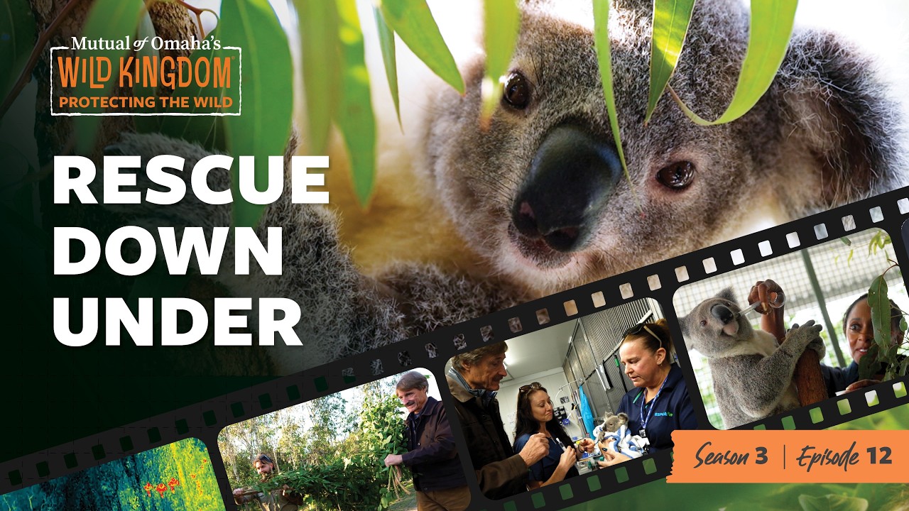 Посмотрите, как организация Wild Kingdom помогает спасать коал.
