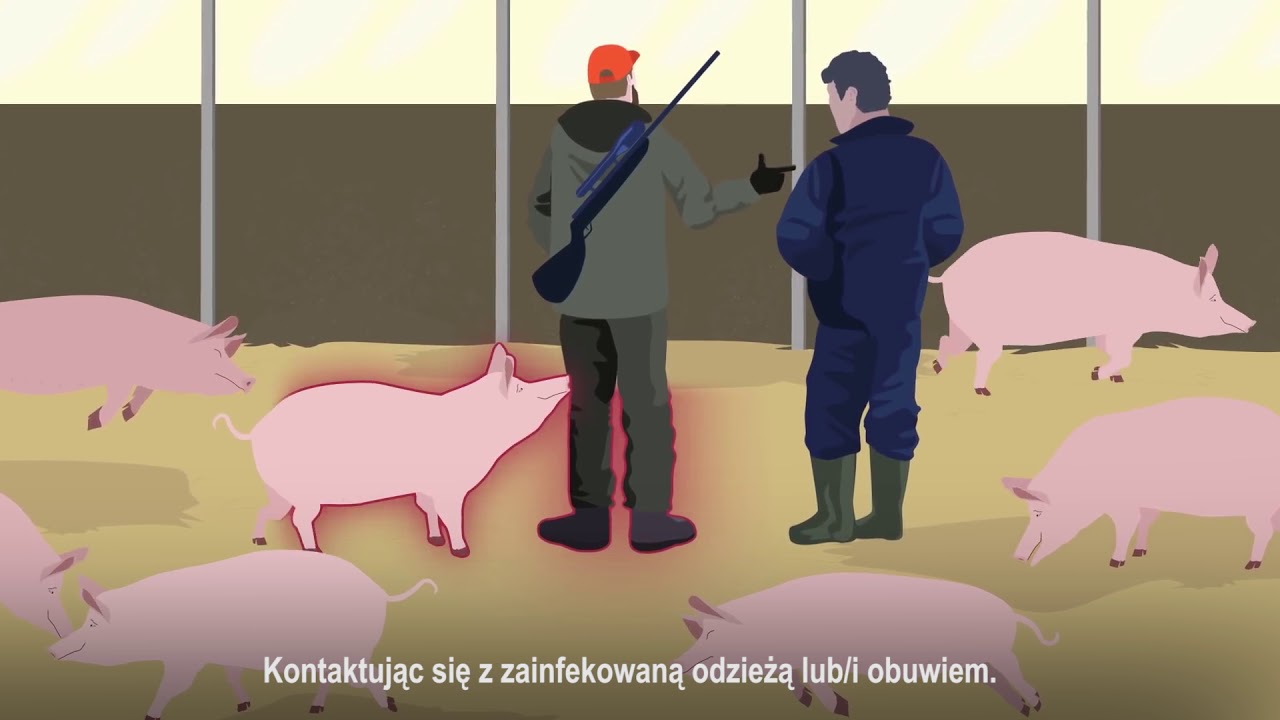 Jak chronić stado przed ASF?