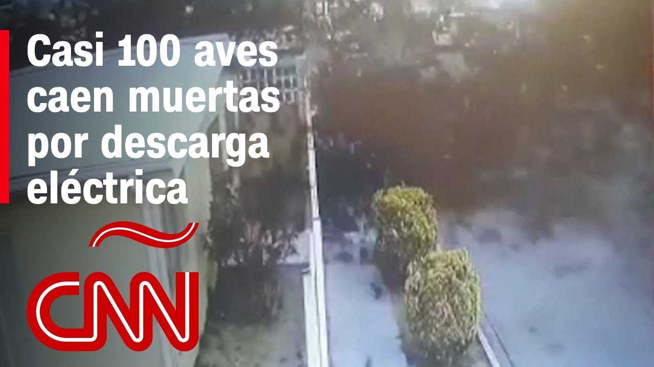 Casi 100 pájaros caen muertos repentinamente por una descarga eléctrica en México