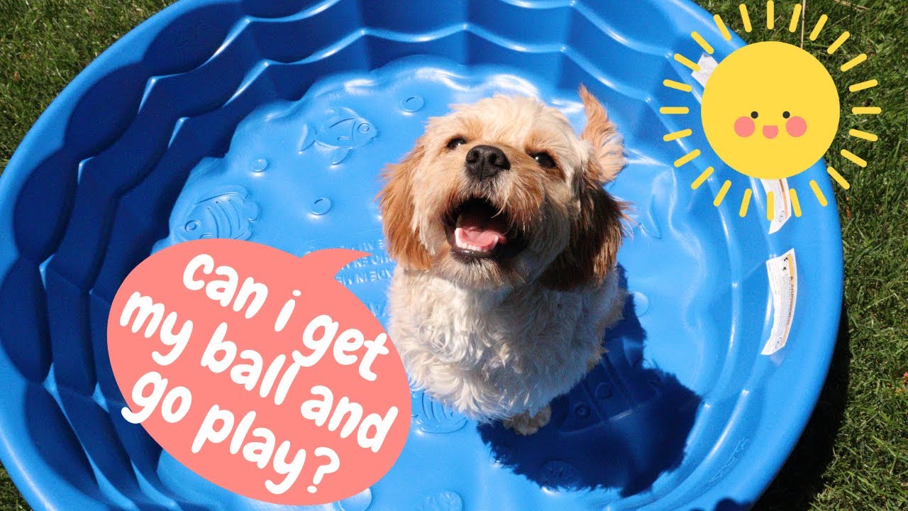 SILLY PUPPY POOL TIME! 🐶 Cavapoo Puppy Finally Gets her Ball!