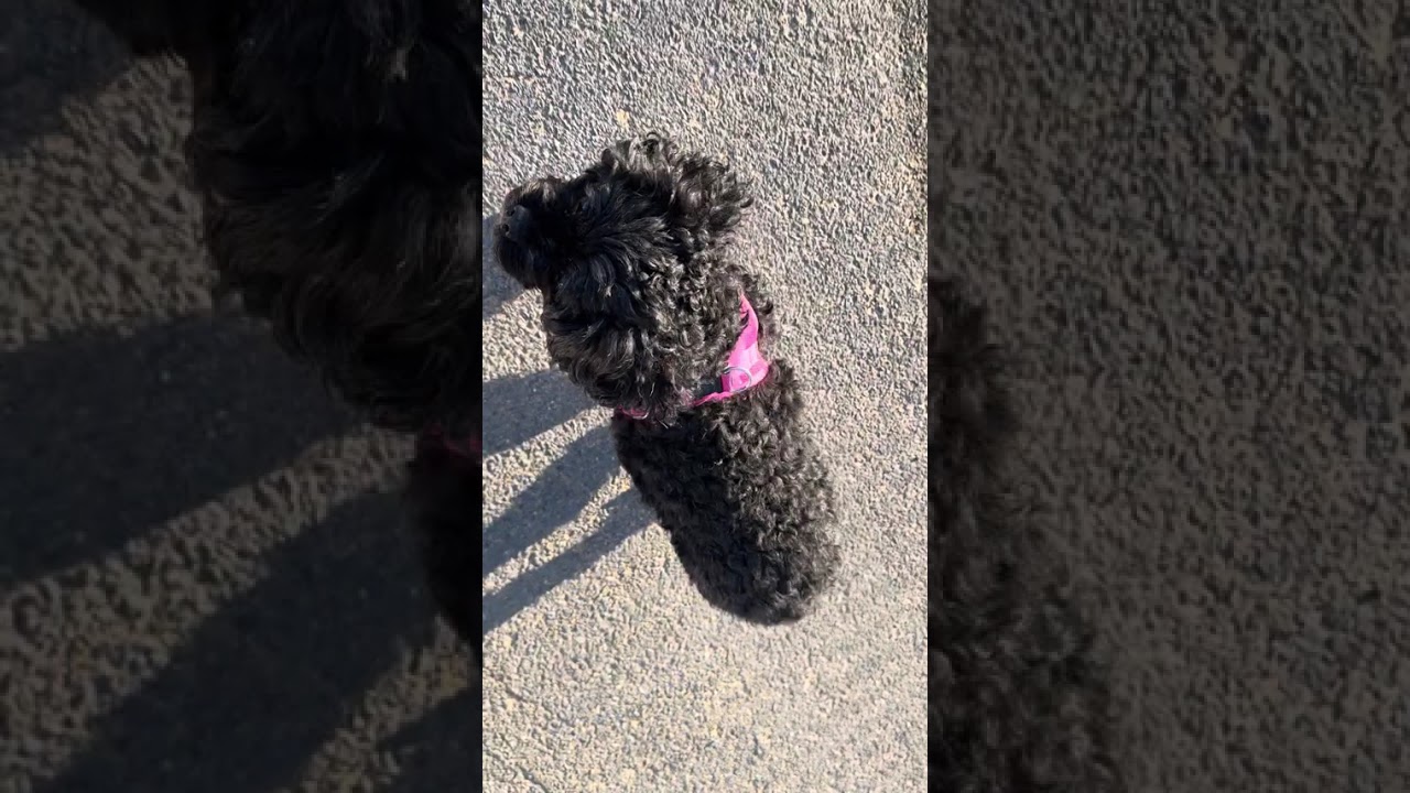 Peaceful Park Walk with Barbie the Cavapoo 🌿🐶 | Daily Dog Vlog