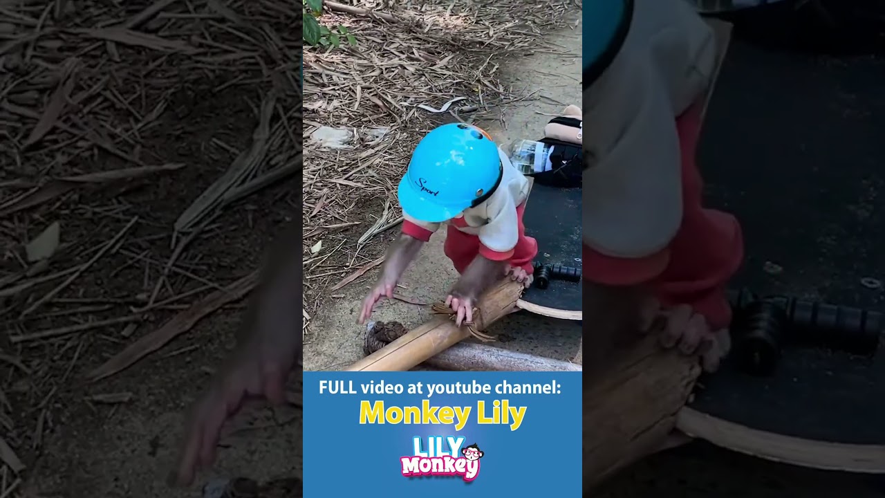 Watch This Monkey Shred on a Skateboard! 🐒🛹 #monkey #shorts #short