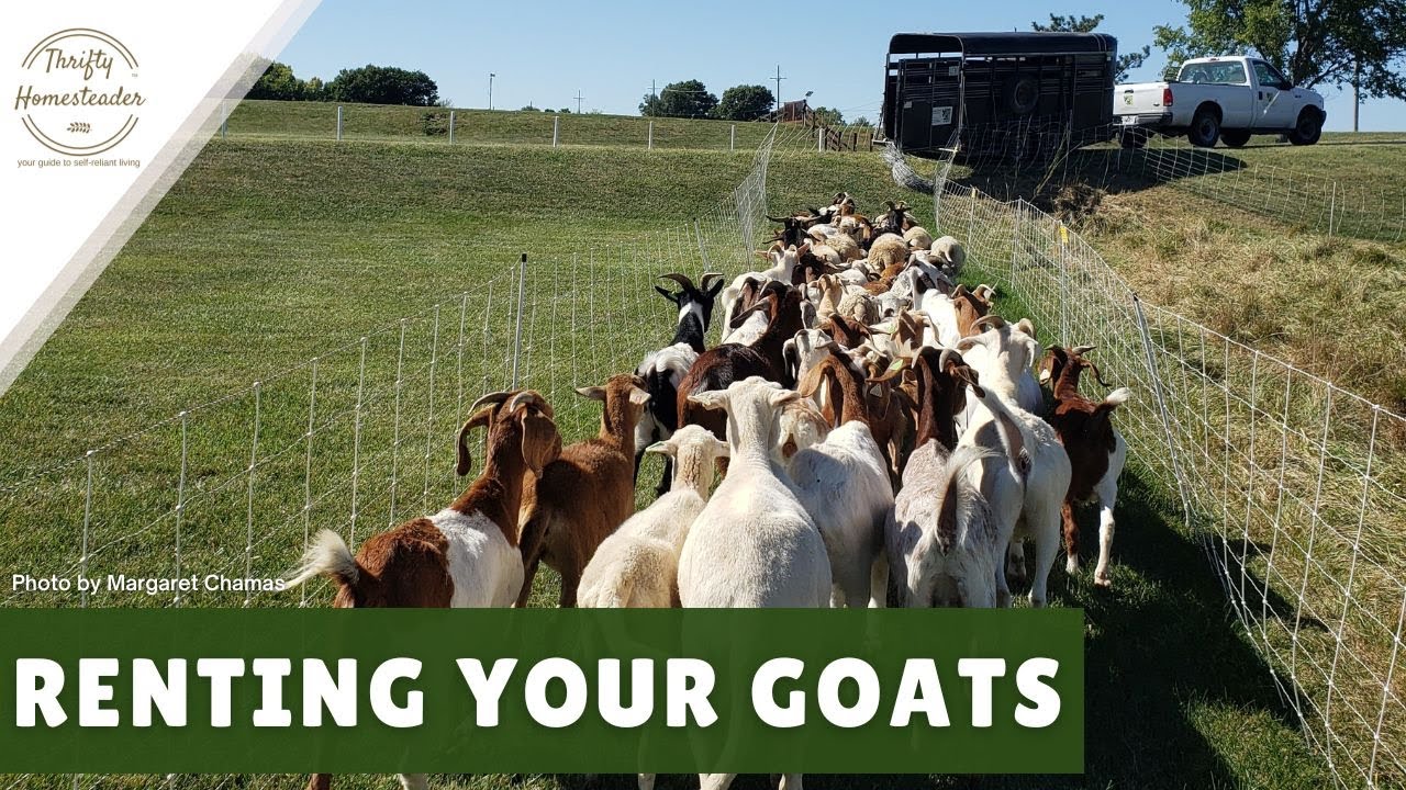Rent a Goat: Turning Goatscaping Into a Thriving Business
