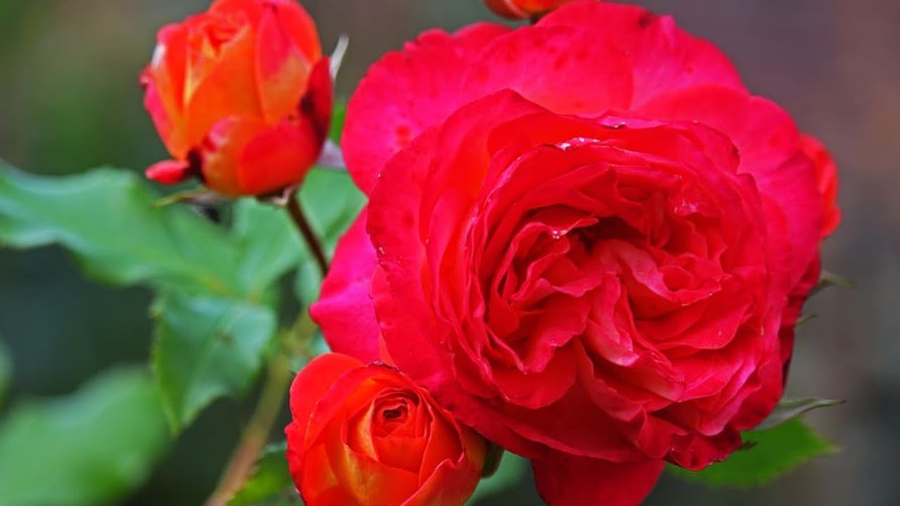 Rose Care Routine in Winters || Care of Rose in Winters