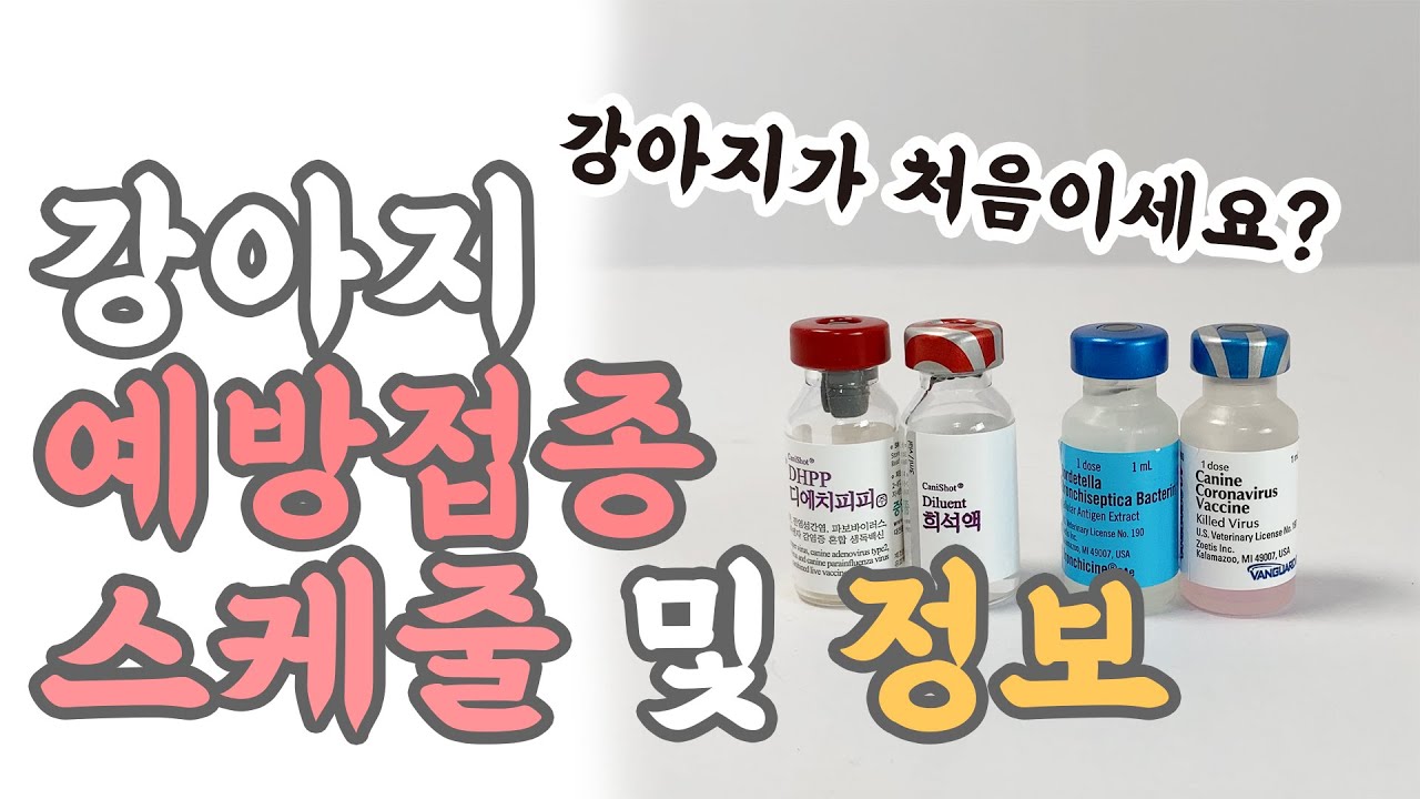 강아지 예방접종에 대해 알아봅시다! 종합접종? 그리고 접종스케줄