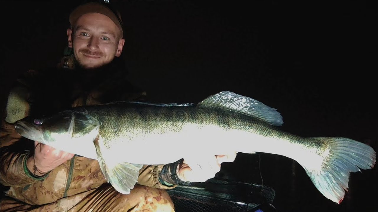W ulewę biorą najlepiej ! Sandacz 80cm+ i szczupak 90cm+ . Echosonda zamokła. #zander #sandacz #pike