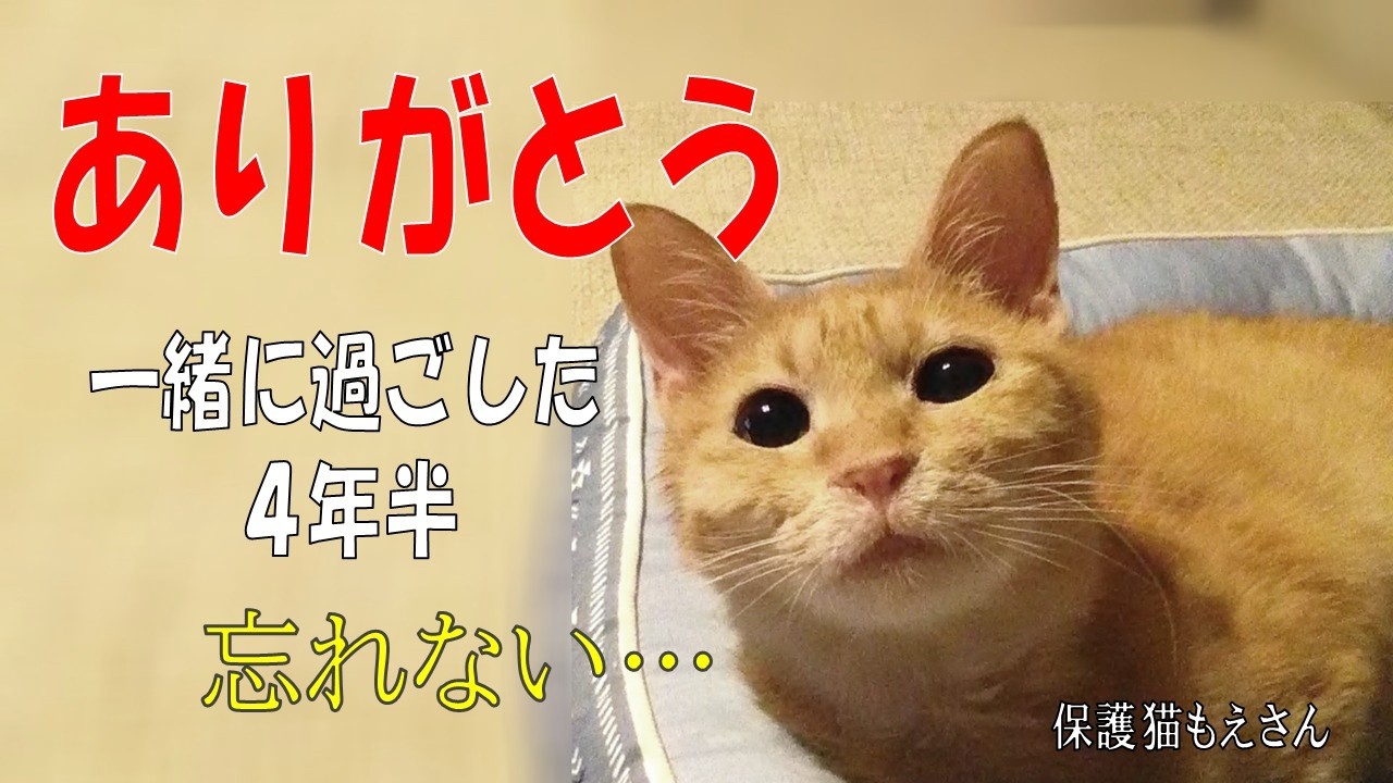 ありがとう もえさん…保護猫と過ごした４年半