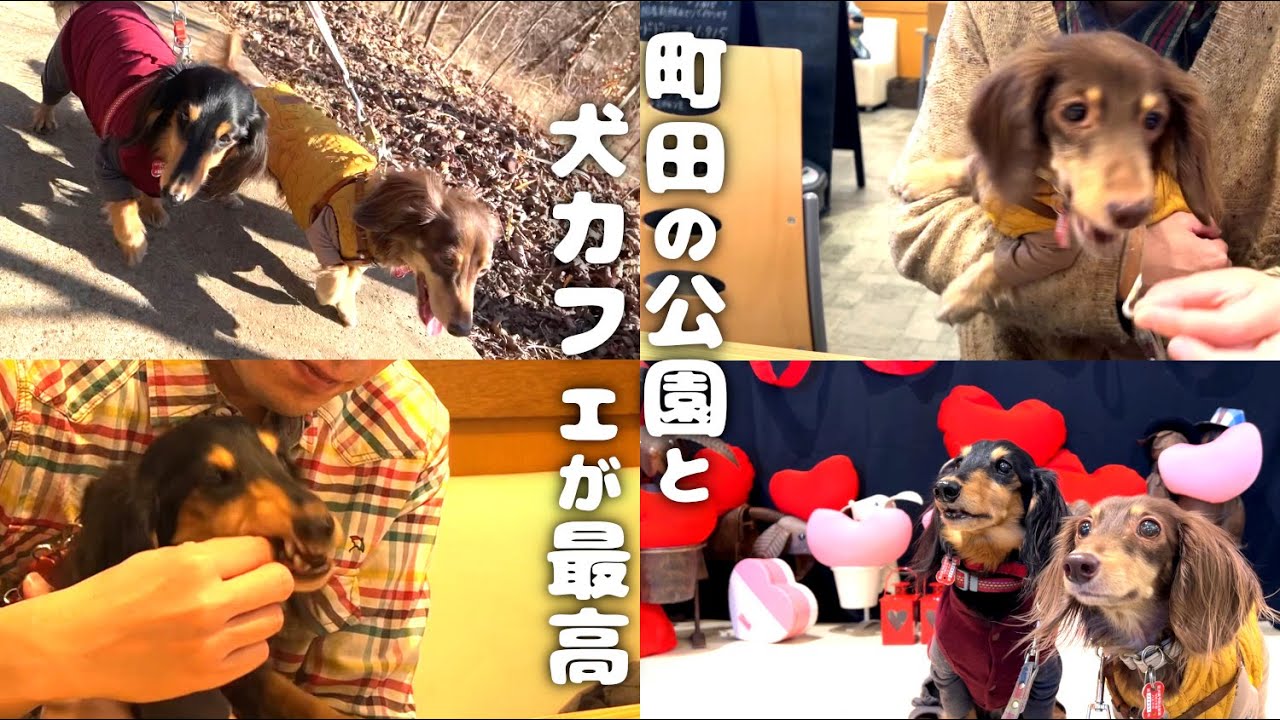 【犬連れ町田】町田薬師池公園四季彩の杜と「ドッグカフェ プティシアン」さんを楽しんできました～🐾ペットショップの売れ残りと元保護犬とお出かけ
