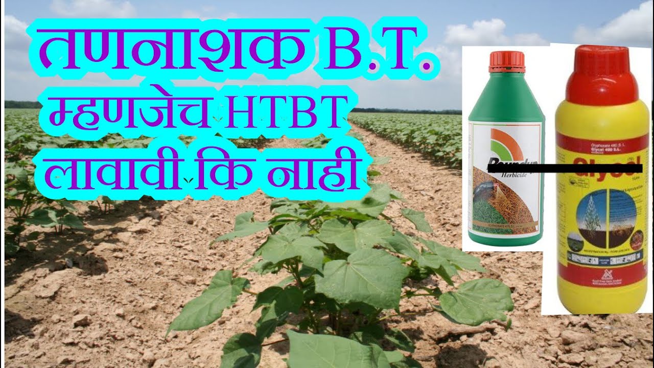 तणनाशक BT-कापूस लागवड करणे योग्य की अयोग्य . प्रा. श्री सचिन इंगोले || Agri Power ll cotton maharash