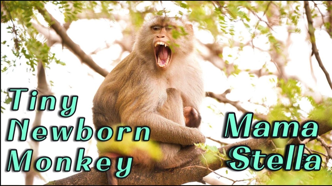 🔴Mama Monkey Stella’s Precious Newborn – 3 Days Old Baby Clings Lovingly to Mom