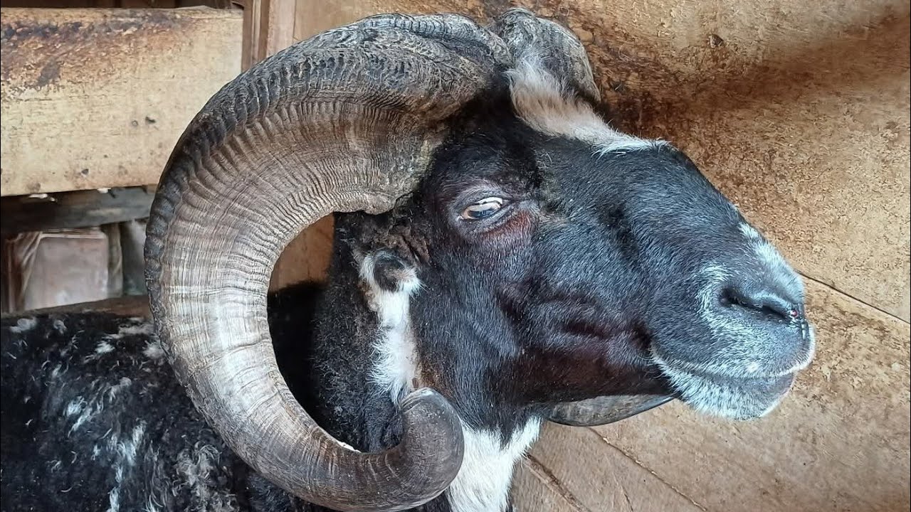 DOMBA TERTUA DI KANDANG SAUNGTANI