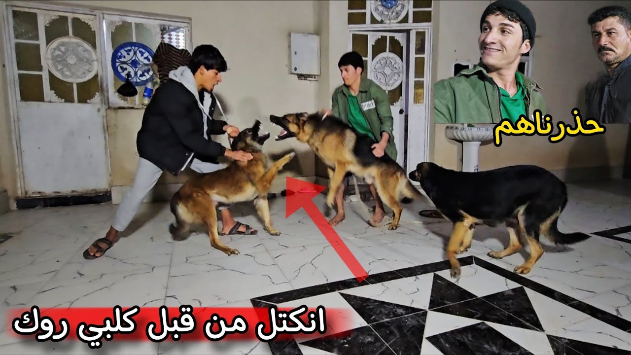 رد فعل كلبي روك بعد ماشاف الضبع المهجن _ اقوه لقاء _ تحداني وندم!😨🔥