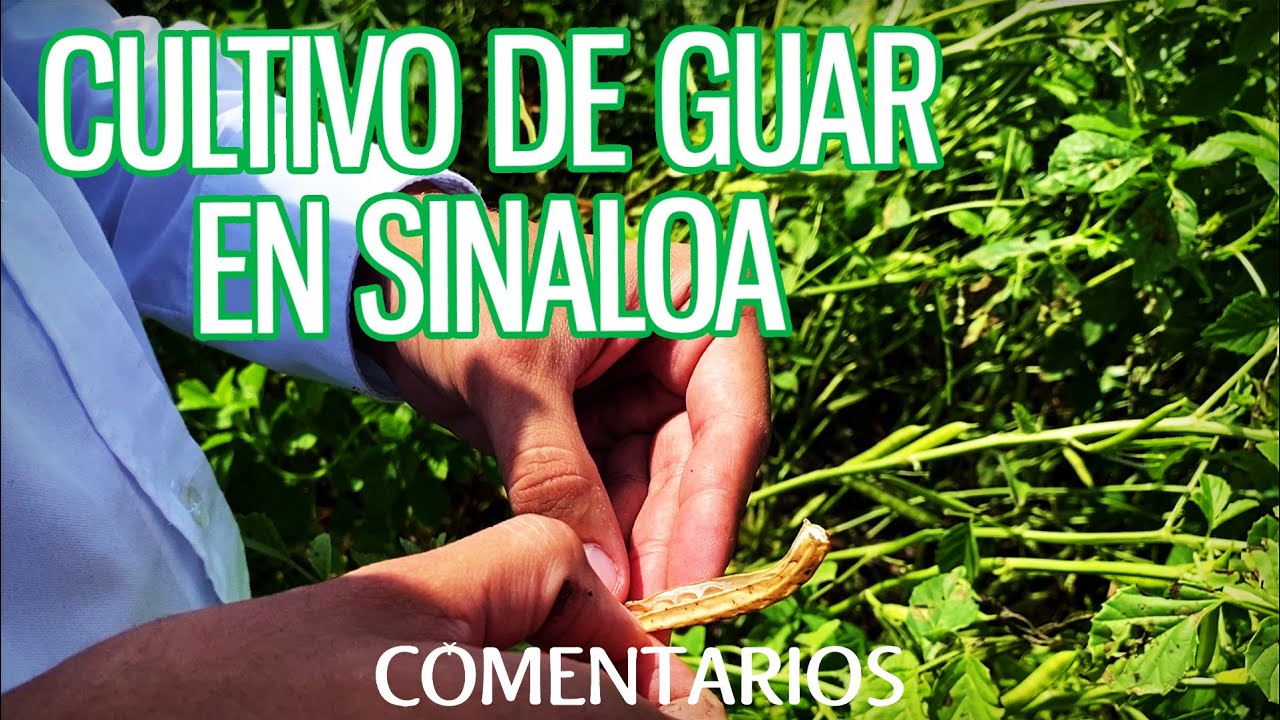 Cultivo de guar en Sinaloa