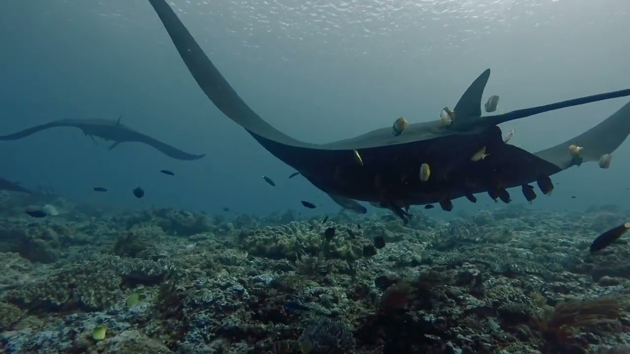 Black manta rays at manta ridge