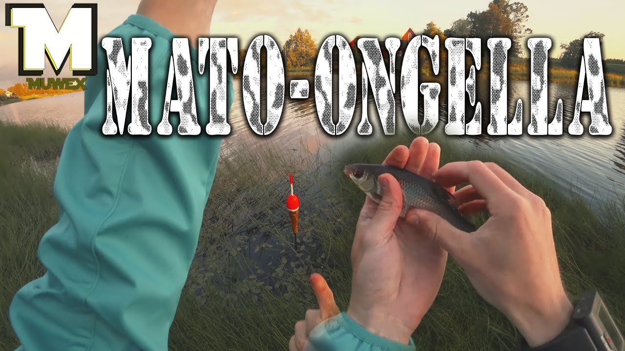 Mato-ongella Kyrönjoessa, Kuivaajan rannalla