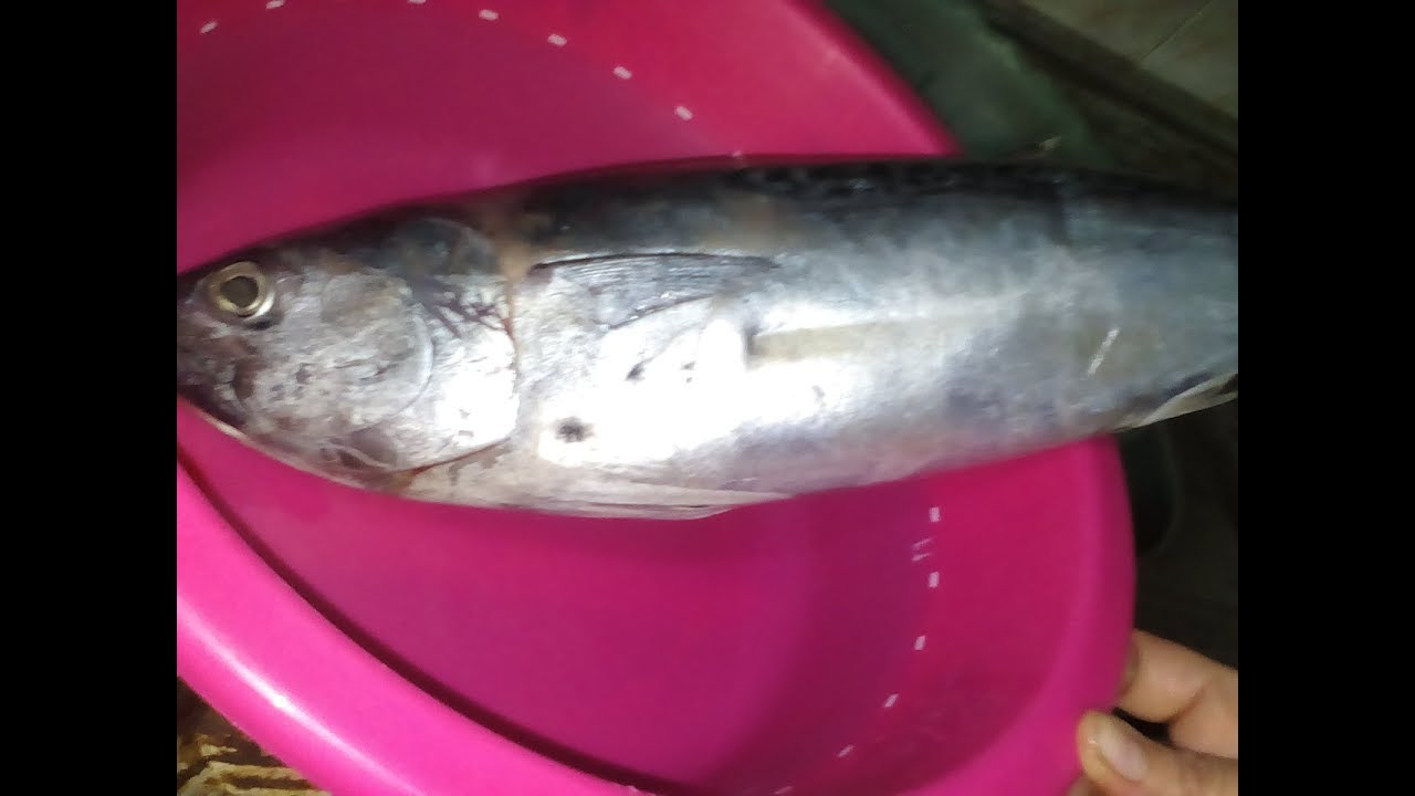 أسهل طريقة لتنظيف سمك التونة للمبتدئات 🐟🐬🐋🐠🐡