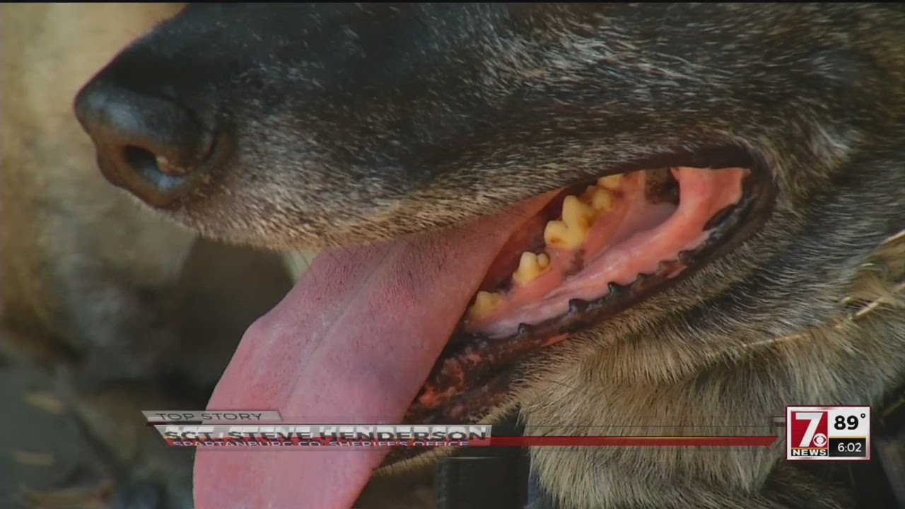 Yancey Co, SBI search for K-9 killer