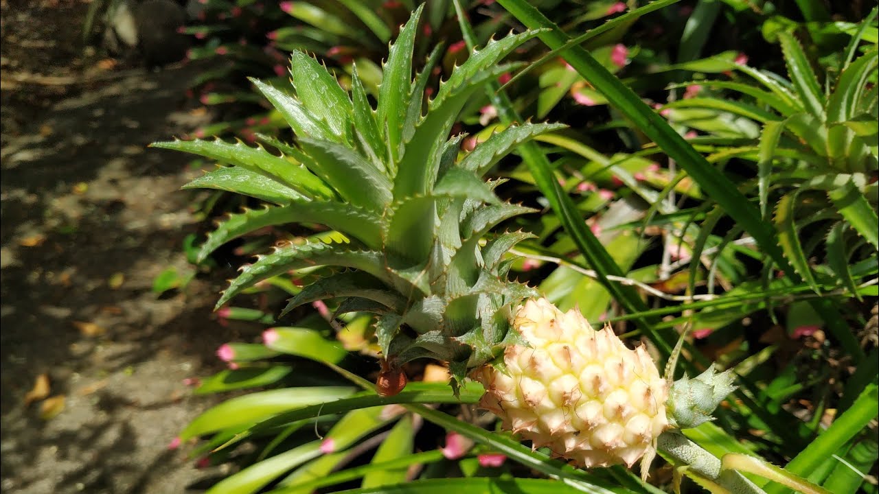 Eating Dwarf Pineapple (Ananas ananasoides)