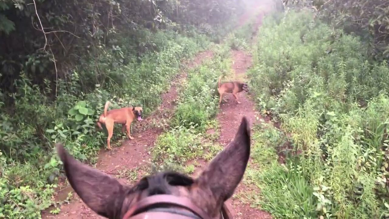 Um dia de paz passeando a cavalo pela natureza 🌿🌿