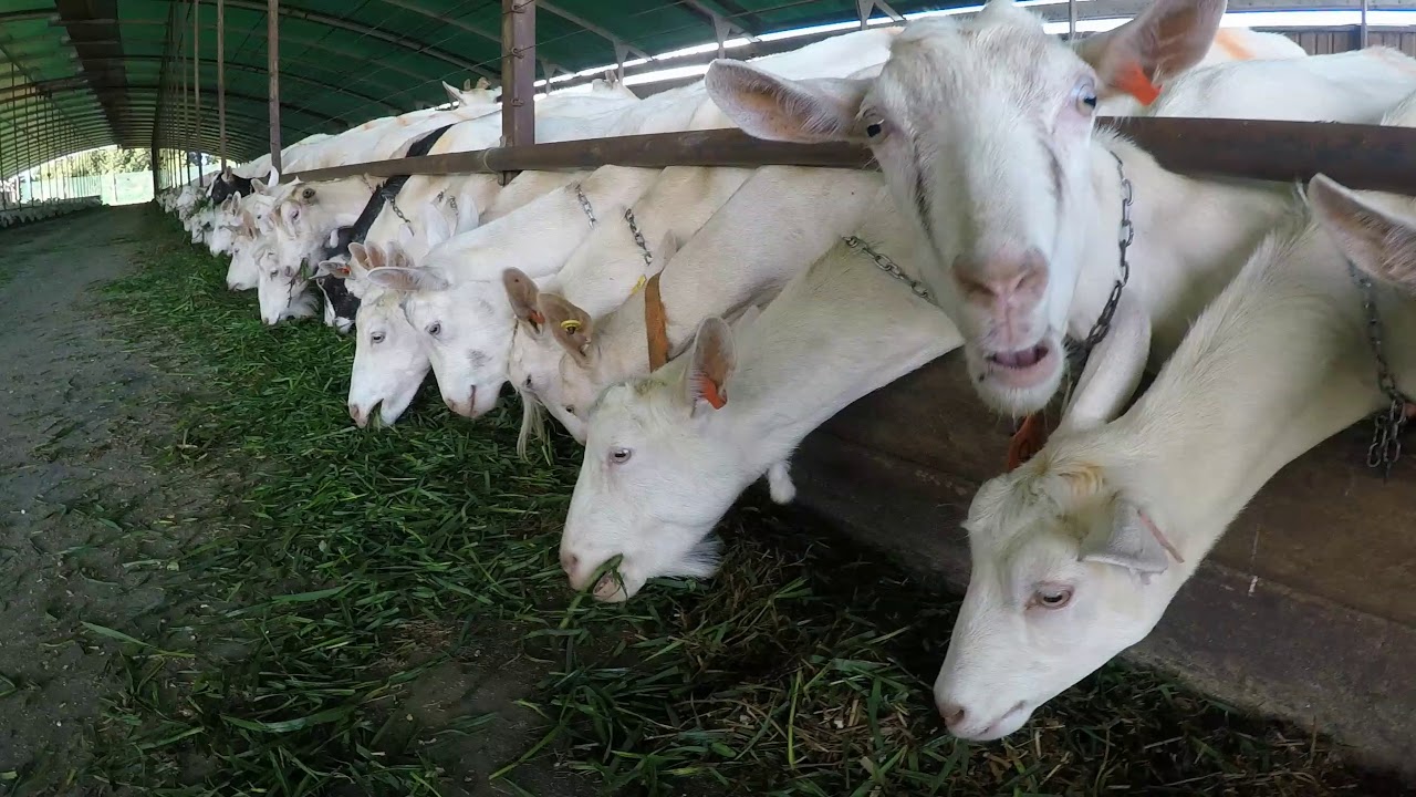 Goat Farming in New Zealand - PinnacleAg NZ