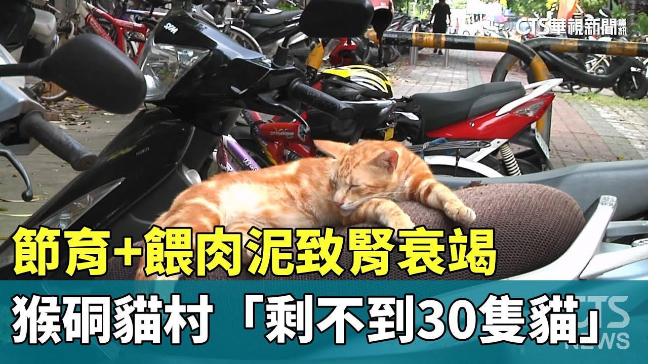 節育+餵肉泥致腎衰竭　猴硐貓村「剩不到30隻貓」｜華視新聞 20260120 @CtsTw