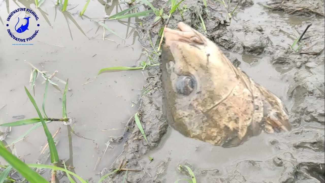 OMG - How a Boy Caught a Big Fish From Under Ground | fishing videos