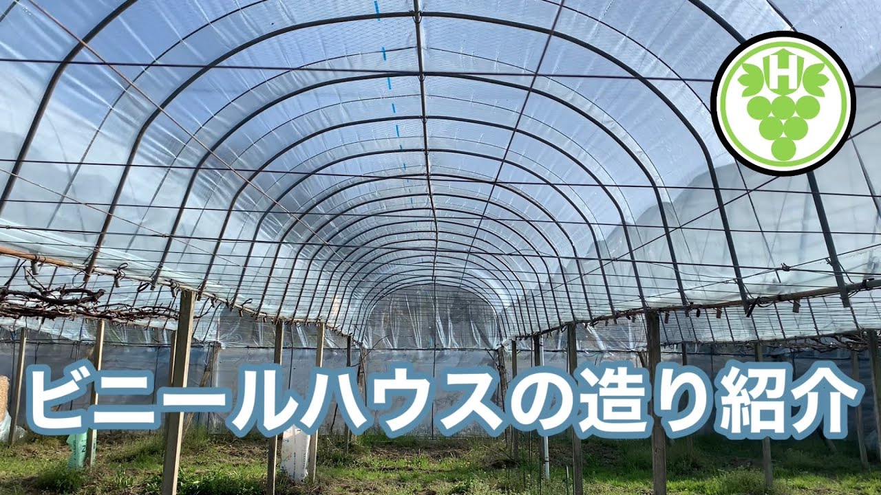 ビニールハウスの紹介 林ぶどう園 2021-3-20