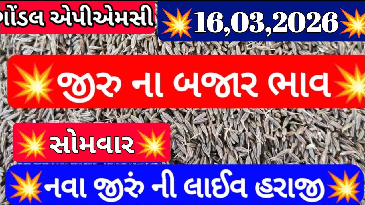 નવા જીરા ના બજાર ભાવ / આજના જીરાના બજાર ભાવ /ગોંડલ જીરા ના બજાર ભાવ /16,03,2026 