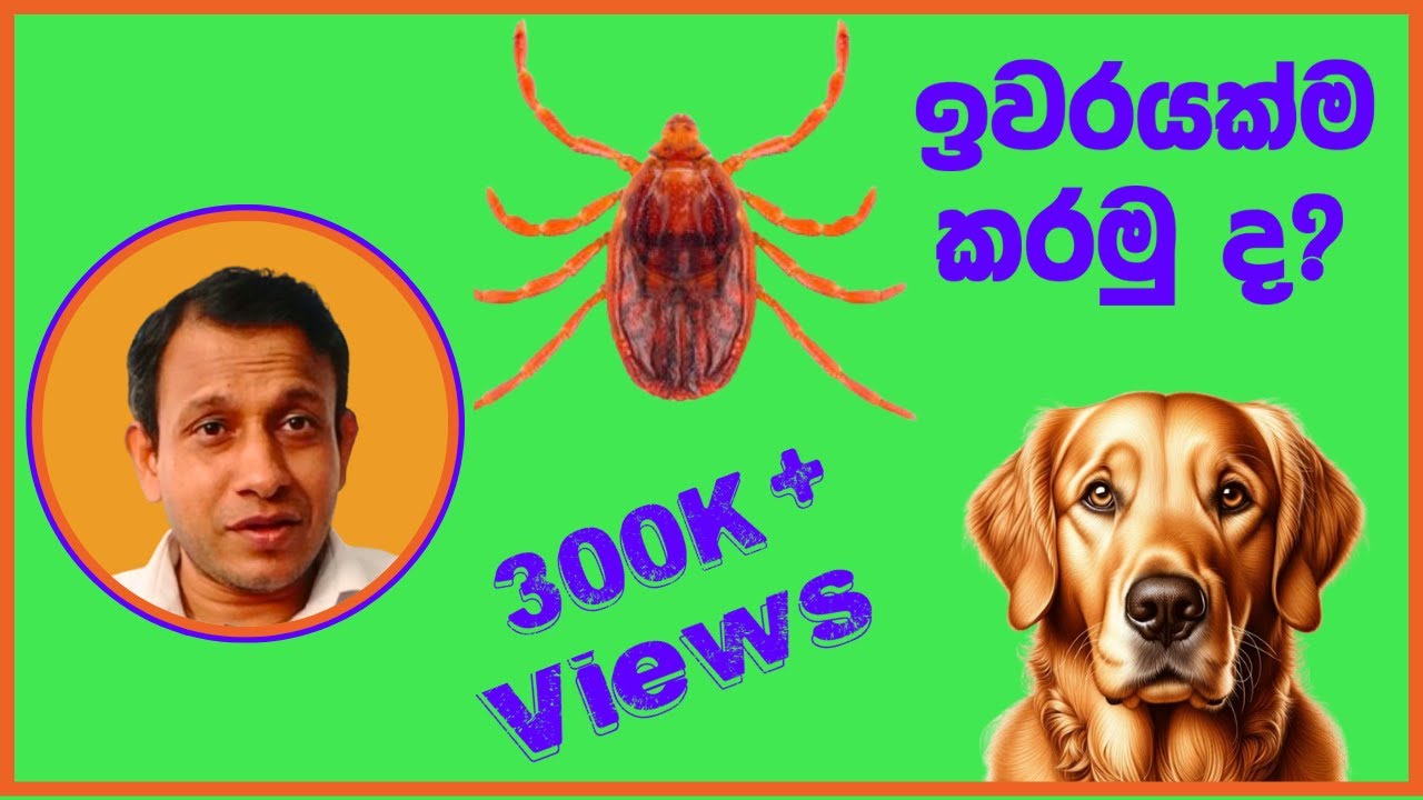 කිනිතුල්ලන් ඉවරයක් කරන්න මේ ටික දැනගන්නම ඕන. මෙහෙම බෙහෙත් දැම්මොත්  කරදරය ඉවරයි.. Ticks control