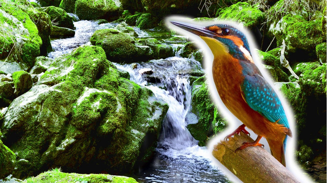 Flodens ljud och f&aring;gels&aring;ng - Avslappnande naturljud