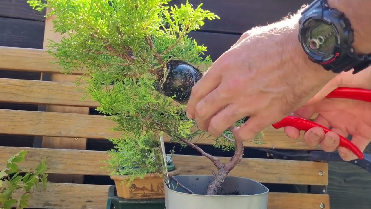 Bonsai, Acer & Juniper Airlayers