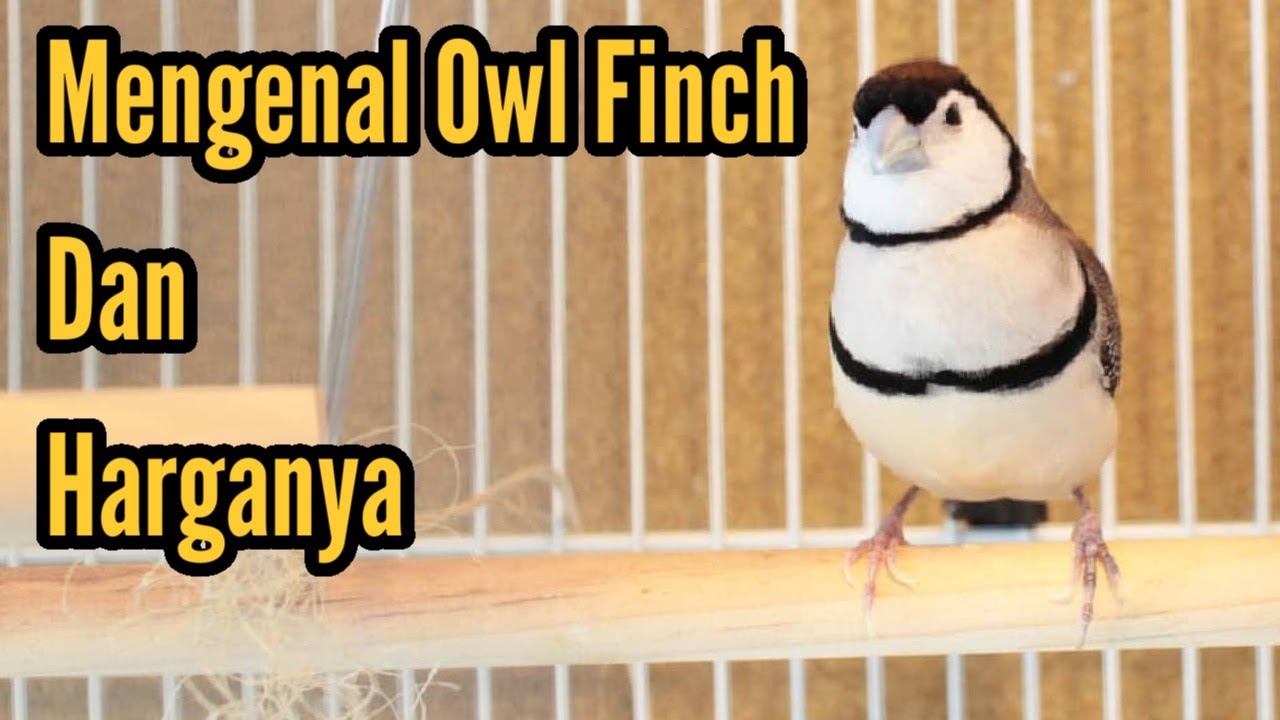 Mengenal burung Owl Finch dan Harganya || Double Barred Finch