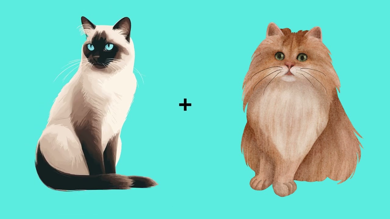 Le Sacré de Birmanie 🐾 | Un chat royal, doux et mystérieux !