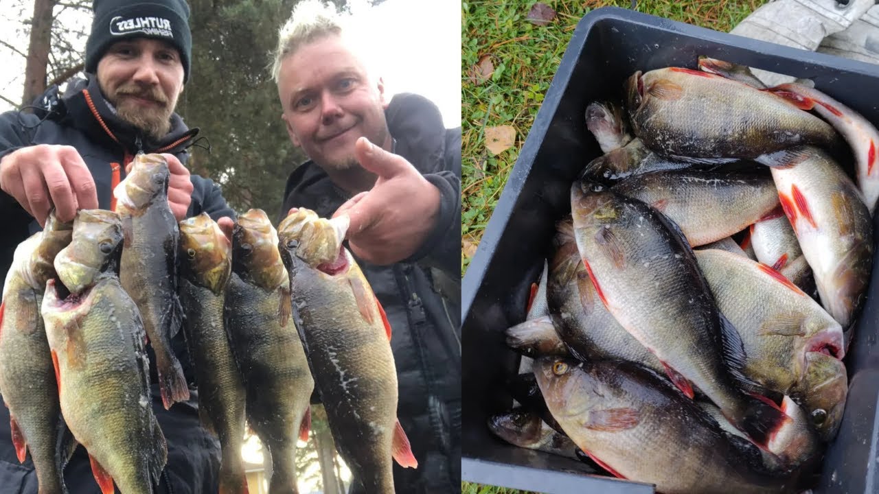 15KG+ AHVENEN KÖRMYÄ POTTUKOIRAN KANSSA!