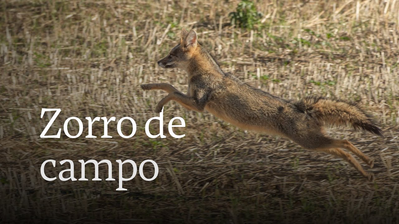 Zorro de campo: la especie poco conocida de Brasil