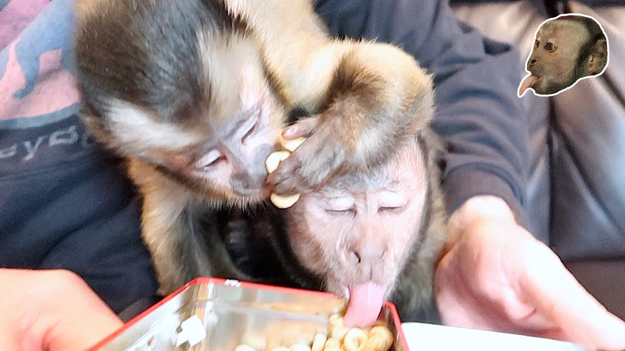 CUTE Monkeys & Chihuahua Share Cheerios!