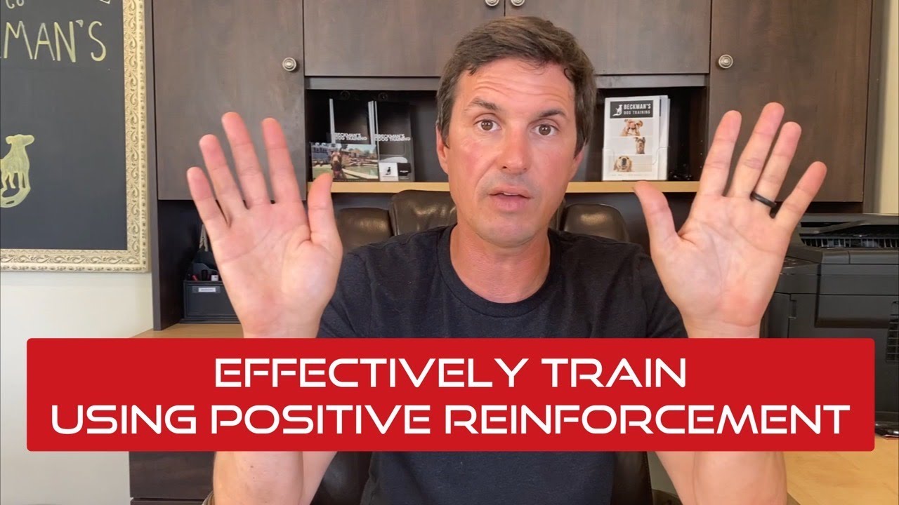 Learn how to use Positive Reinforcement training effectively