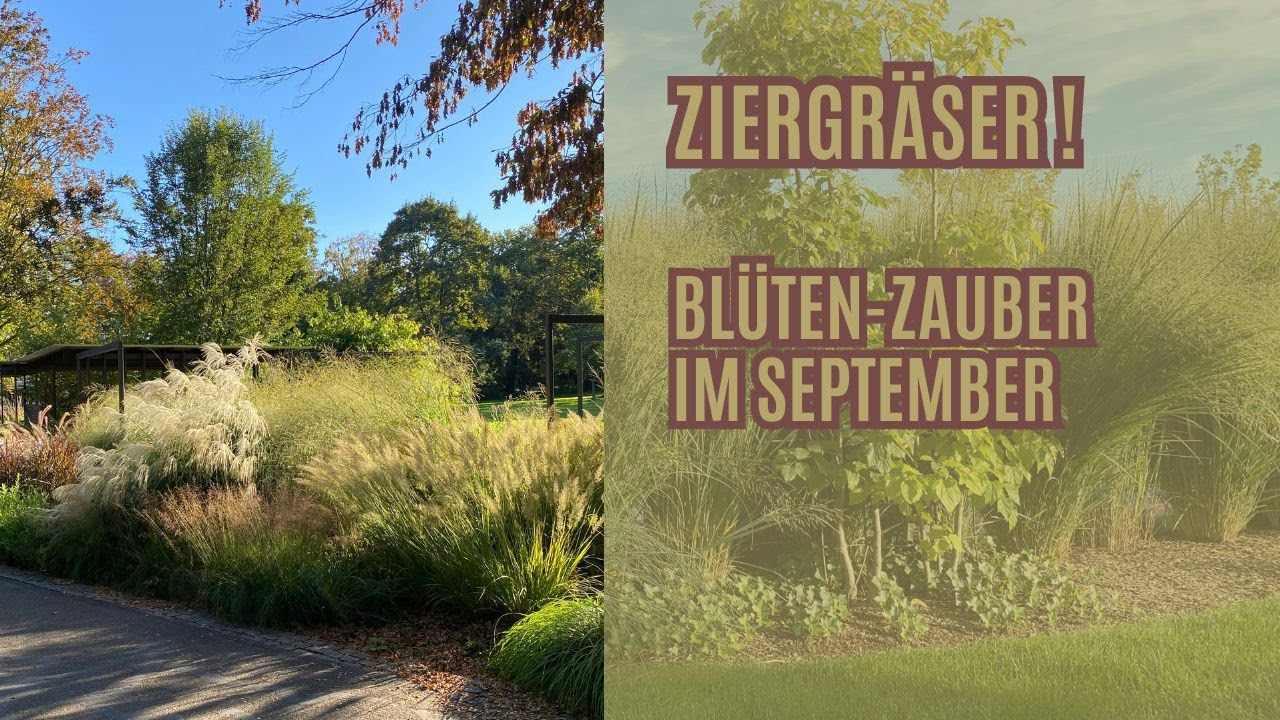 Ziergräser im Garten: Natürliche Eleganz und Pflegetipps