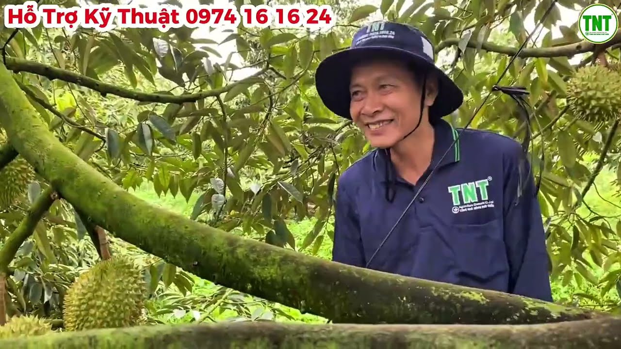 Về Đích An Toàn, Chúc Mừng Chủ Vườn Sầu Riêng ở Hậu Giang
