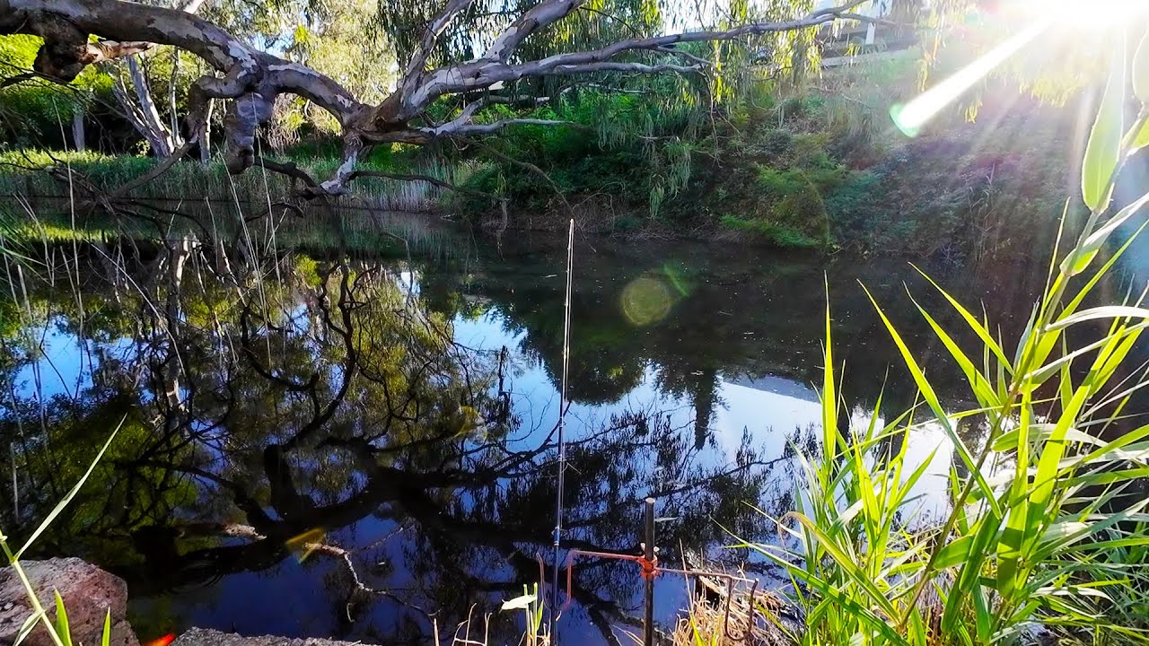 I Caught My Biggest Merriwa Park Silver Perch