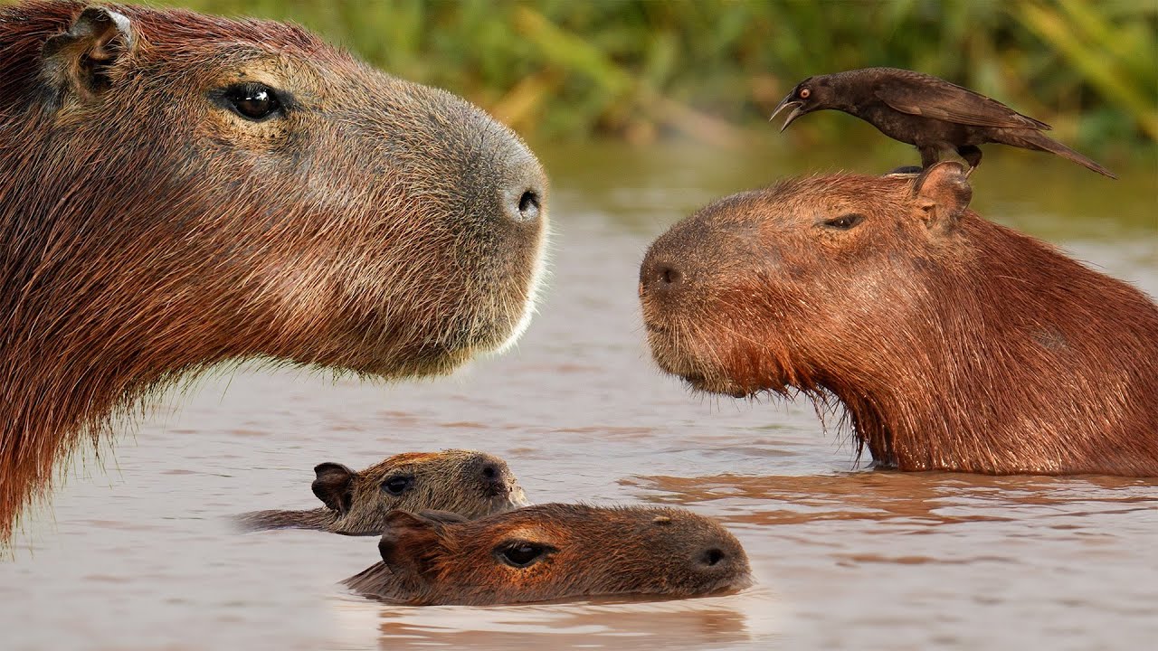 The Truth About Capybaras | 4K | Brazil Pantanal | Robert E Fuller