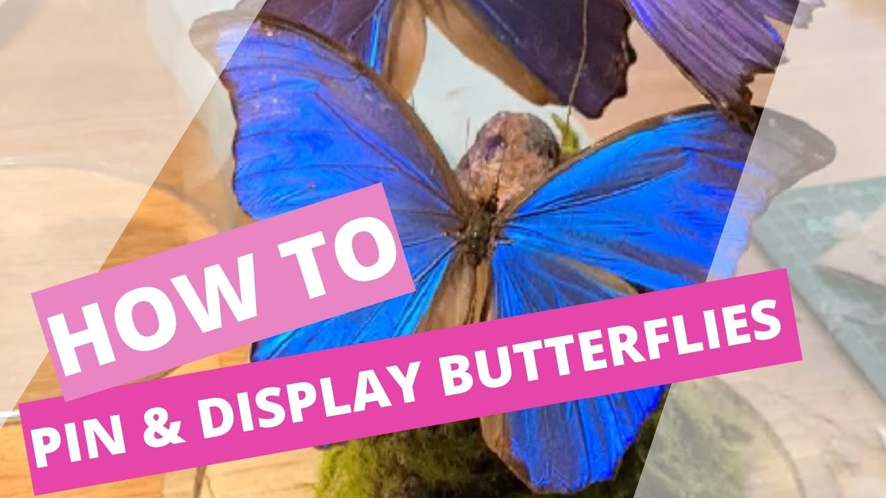 Relaxing, pinning, and displaying real Morpho butterflies in a glass dome.