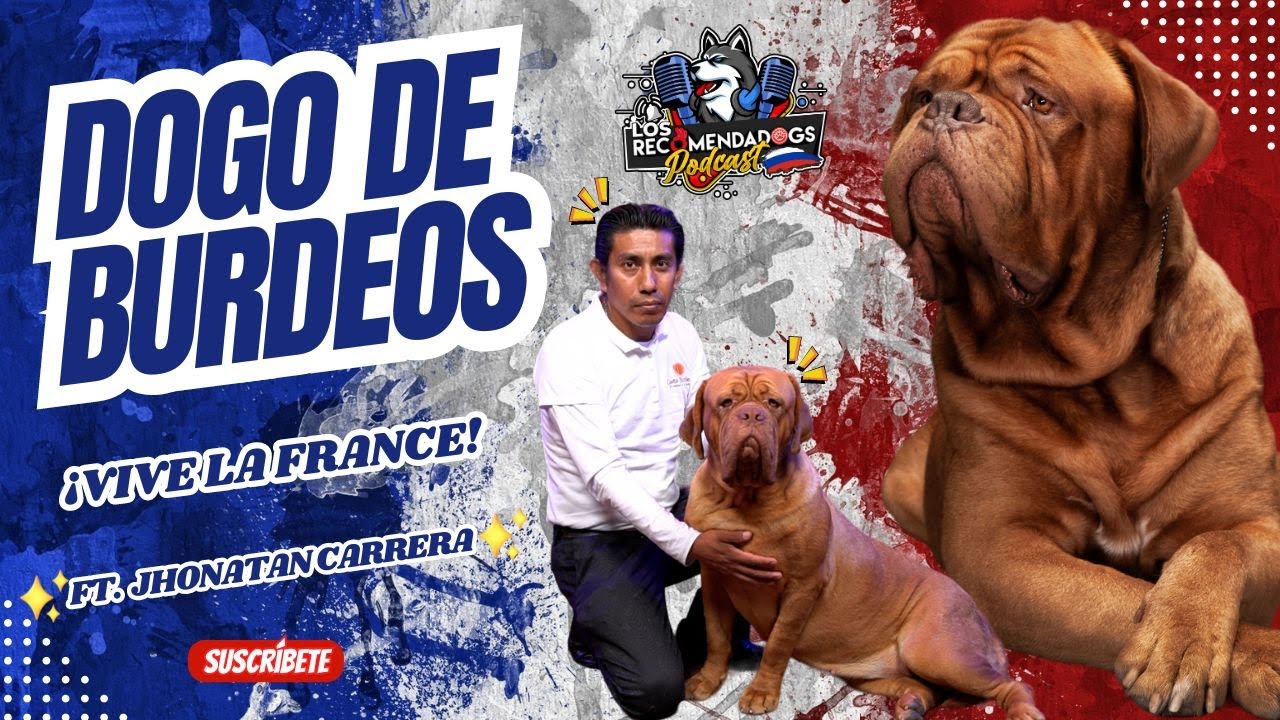Dogo de Burdeos ¡Que elegancia la de Francia! Ep  23 Los RecomendaDogs