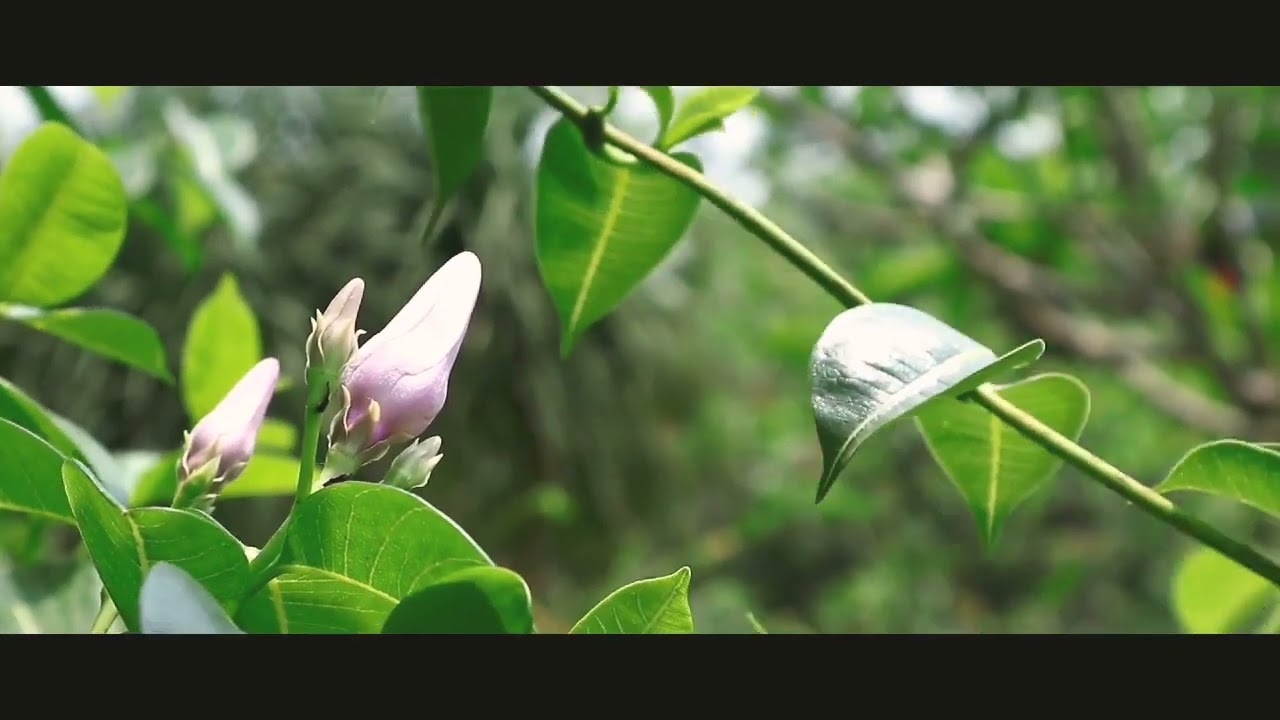 Jahnavi Kunja, A Beautiful Eco Yoga Ashram in MAYAPUR, India