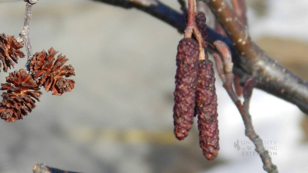 Catkins, No Those Aren't Cones on Your Cottonwood Tree